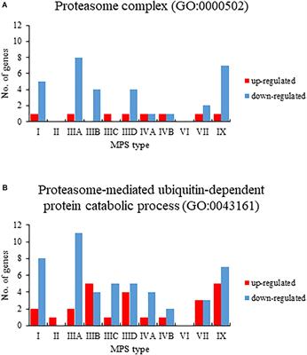 Proteasome Composition and Activity Changes in Cultured Fibroblasts Derived From Mucopolysaccharidoses Patients and Their Modulation by Genistein